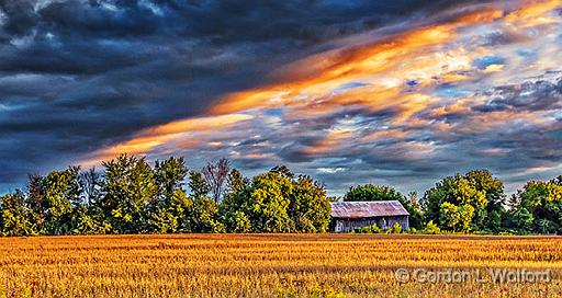 Golden Field At Sunrise_P1170521.jpg - Photographed near Smiths Falls, Ontario, Canada.